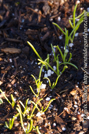 Minutina seedlings, viewed from above