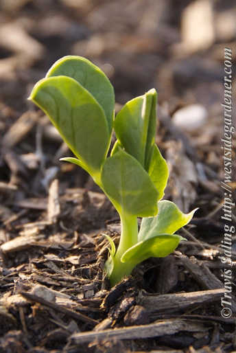 Snap Pea 'Cascadia' seedling