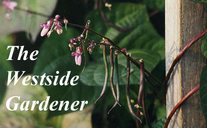 The Westside Gardener - apple blossoms logo